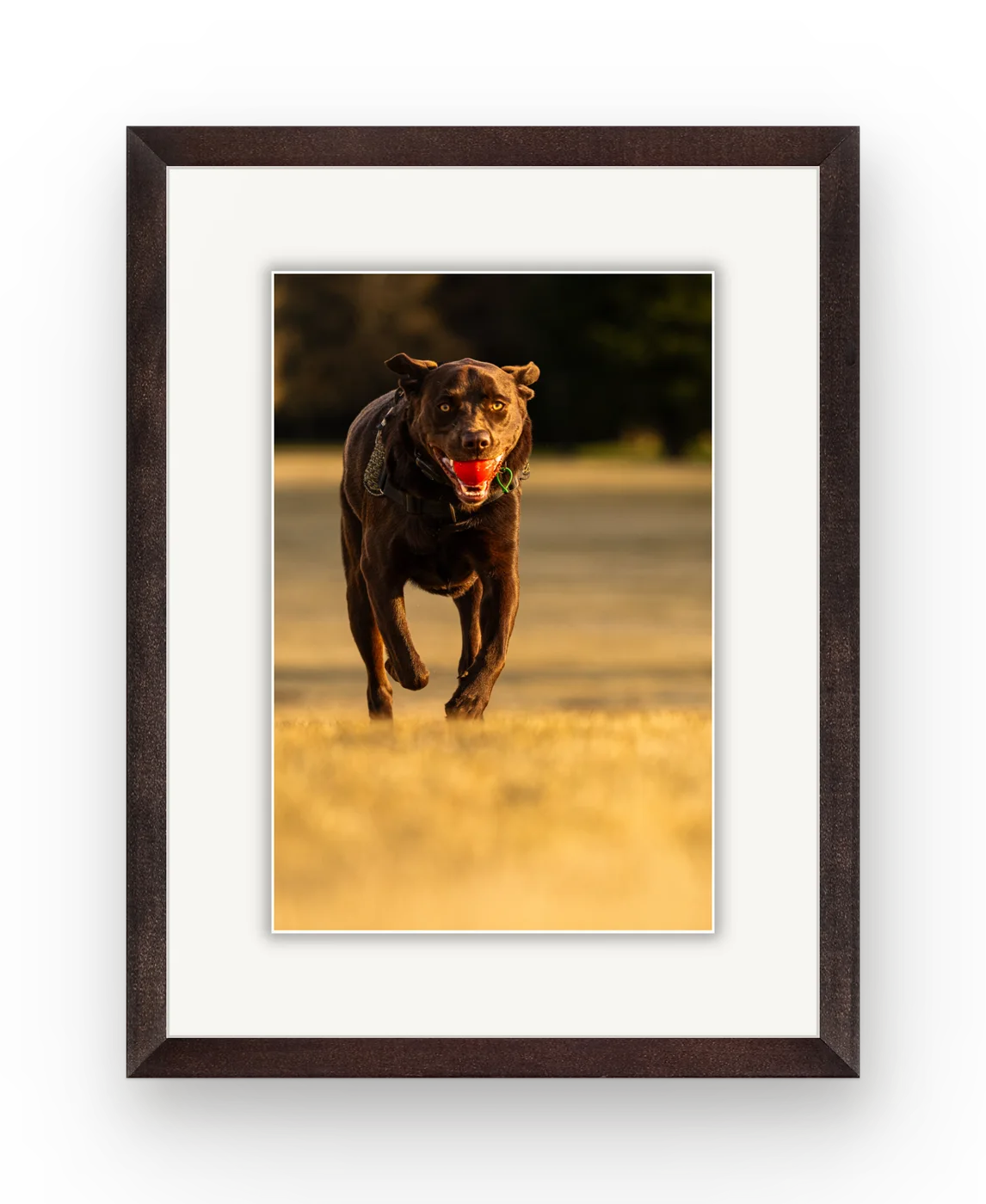 A chocolate labrador running with a red ball, framed in walnut with a white mat.
