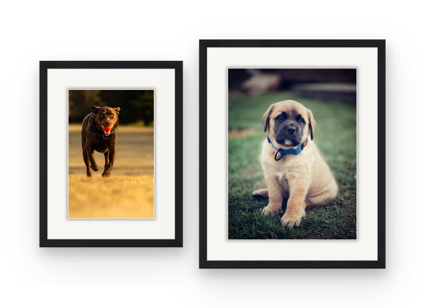 A chocolate labrador and a puppy in matching black frames with white mats, hung side by side.