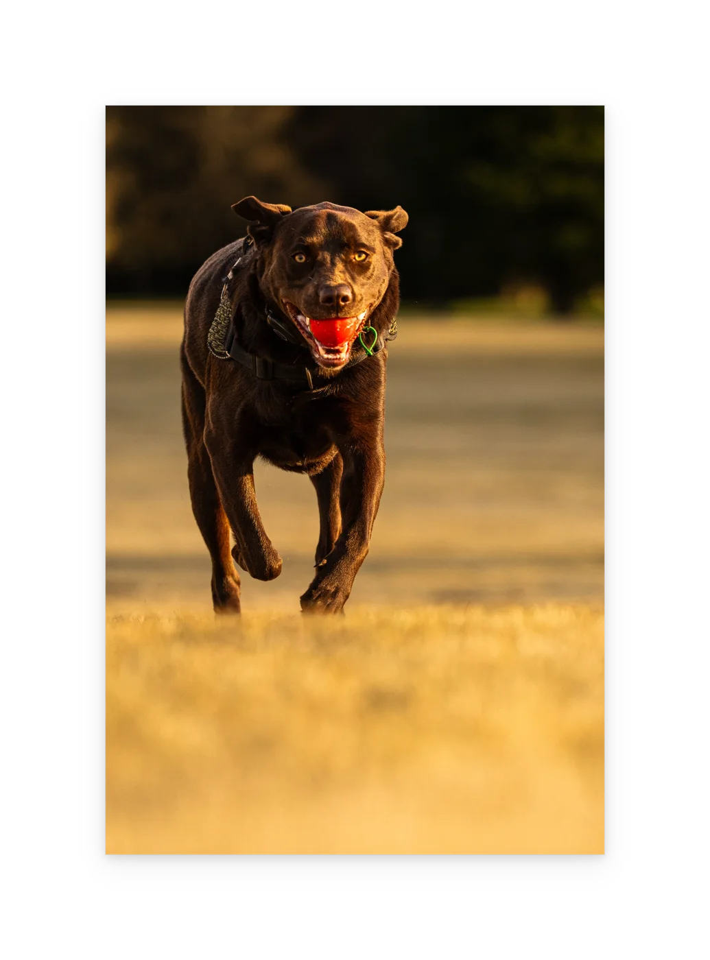 An unframed print of a chocolate labrador running with a red ball.