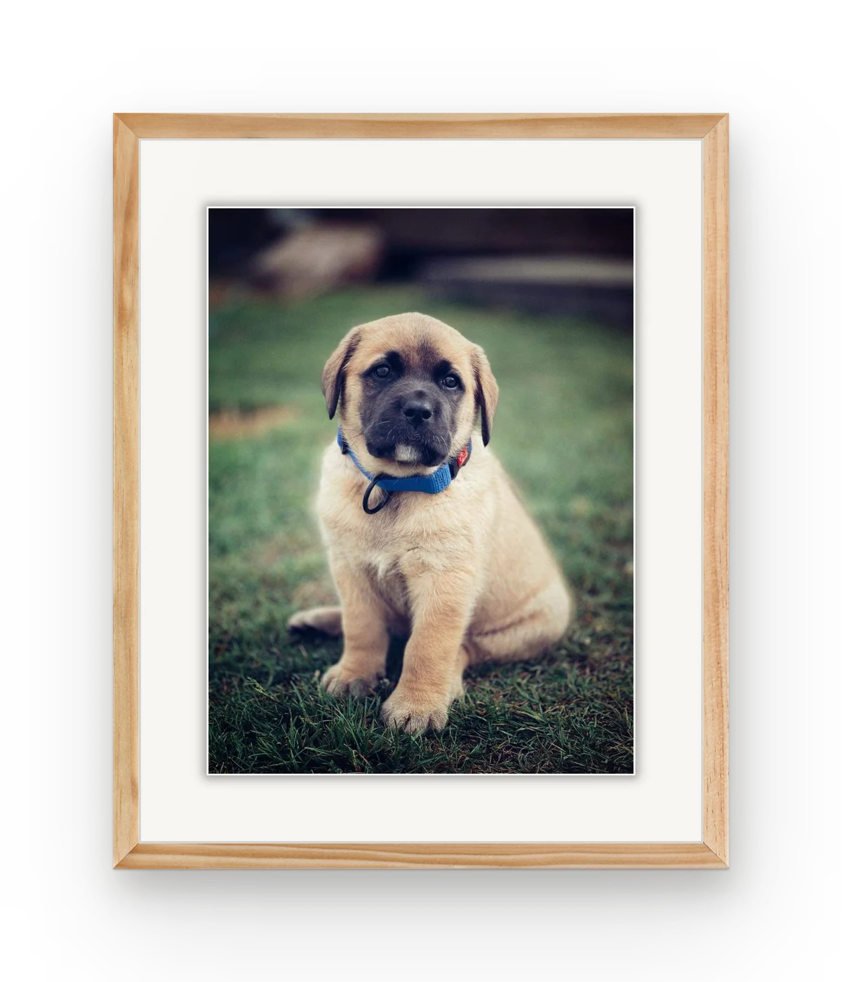 A puppy with a blue collar sitting on the grass, framed in natural wood with a white mat.